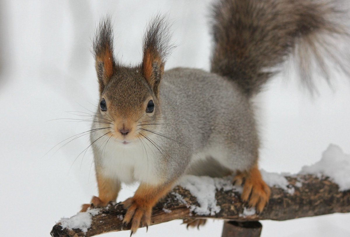 Серая белка