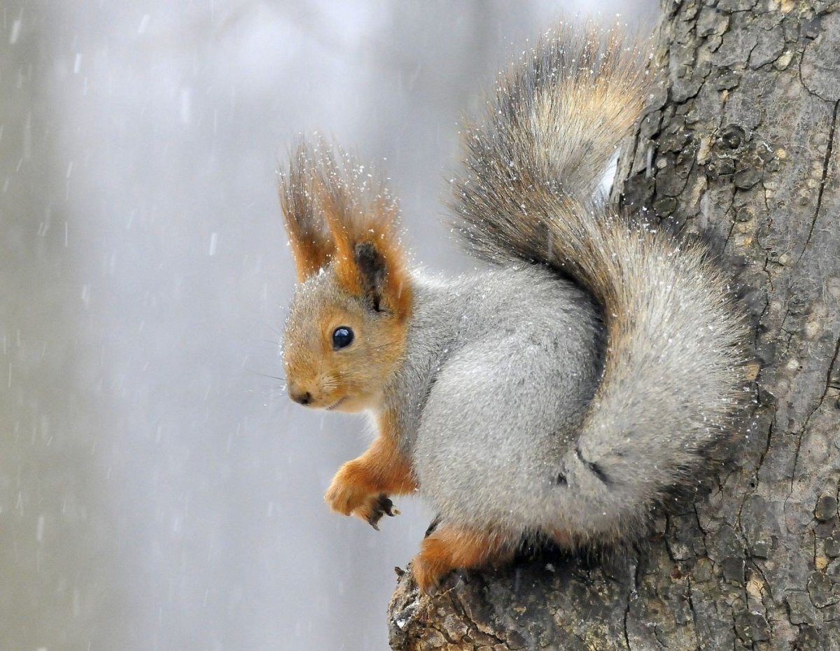 Беличий хвост, беличьи уши