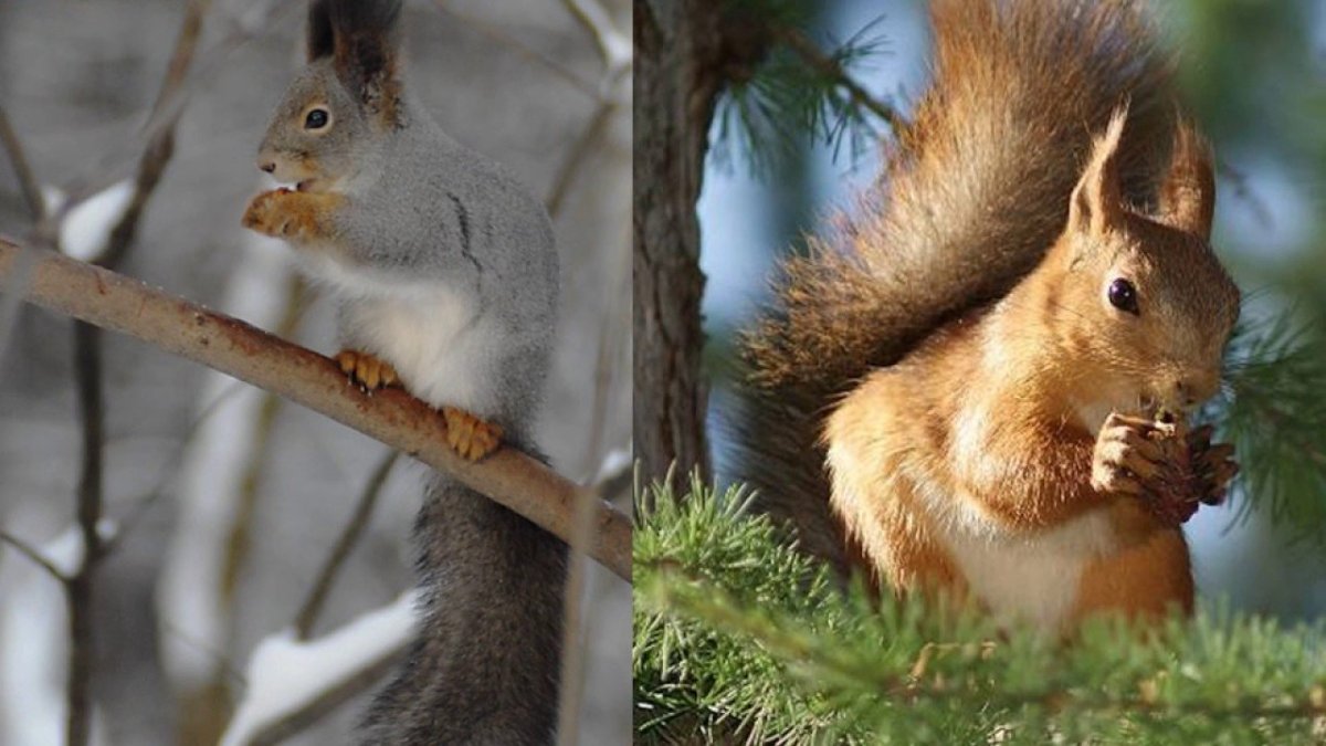 Белка зимой и летом