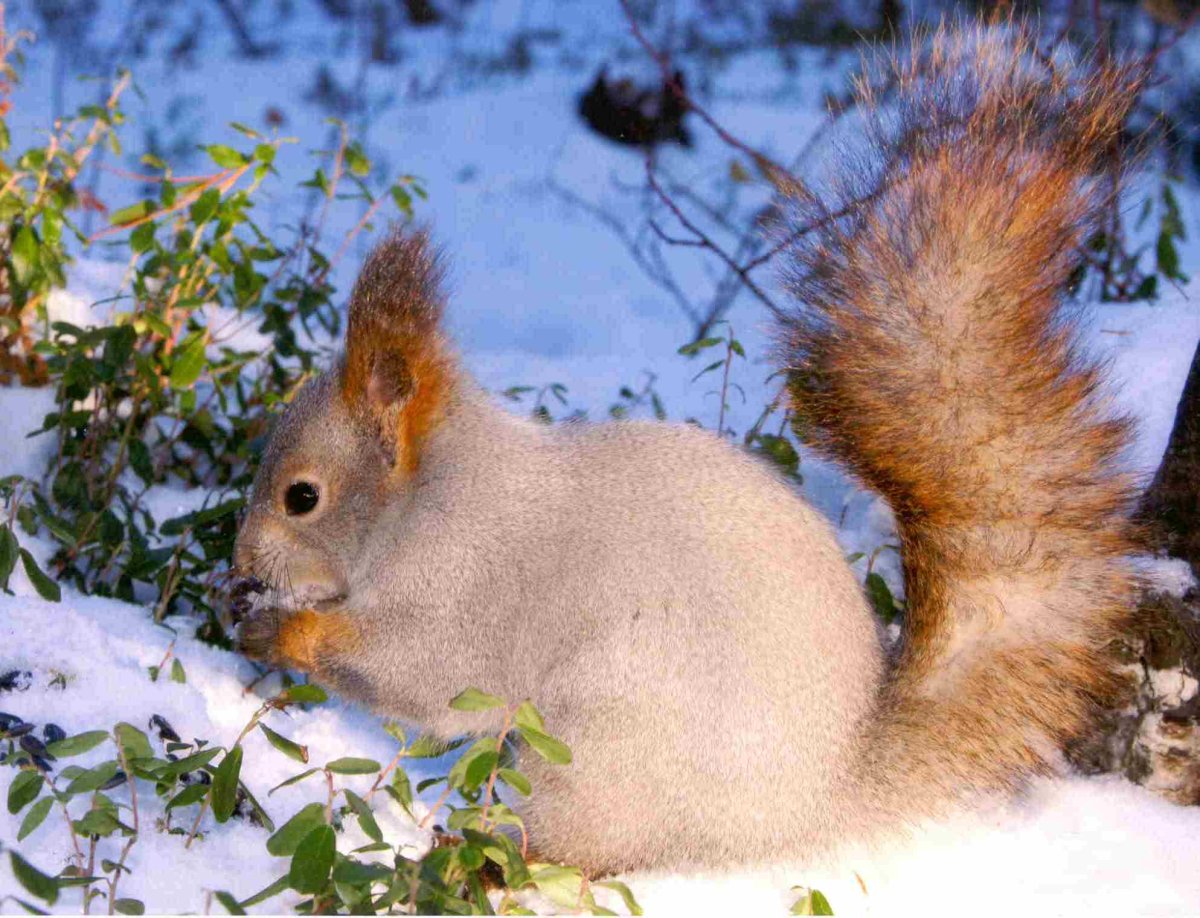 Белка обыкновенная Липецкой области