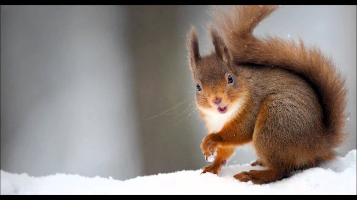 Белки в зимней шубке