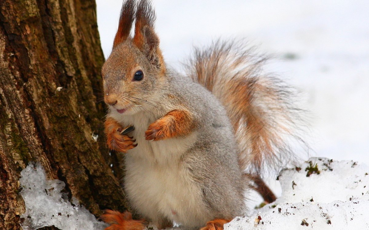 Животные ХМАО белка