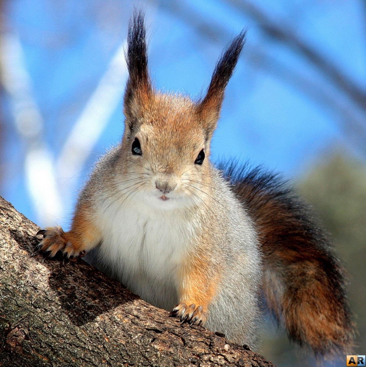 Сибирская Белочка