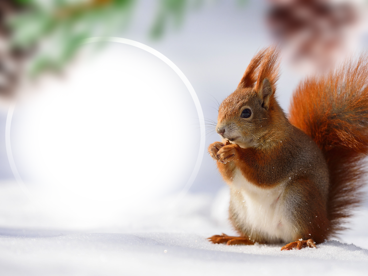 Красивая Белочка зимой