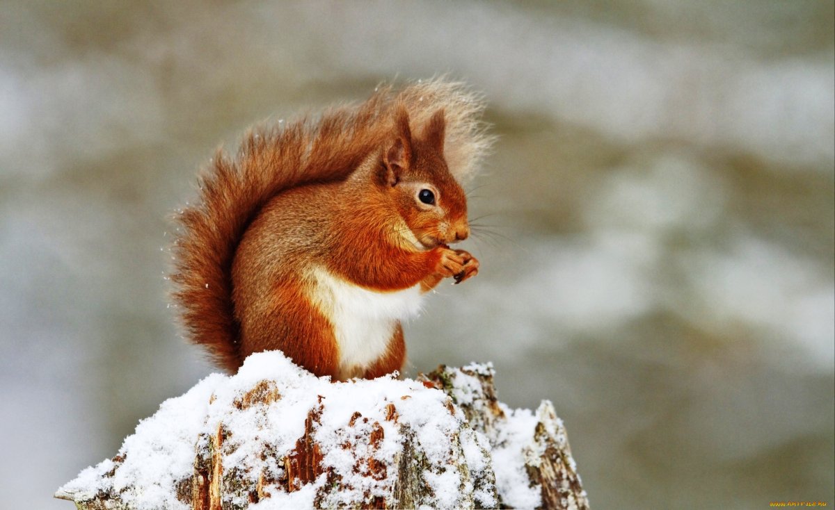 Белочка на ветке новый год рисунок