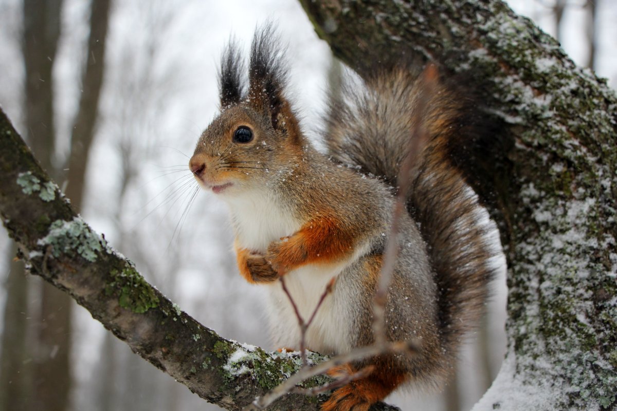 Добрый вечер картинки с белками