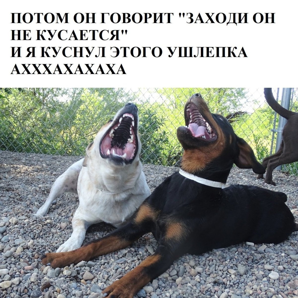 Про зависть цитаты смешные