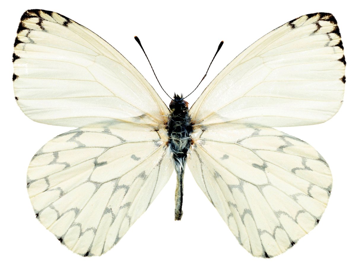 Бабочки на белом фоне