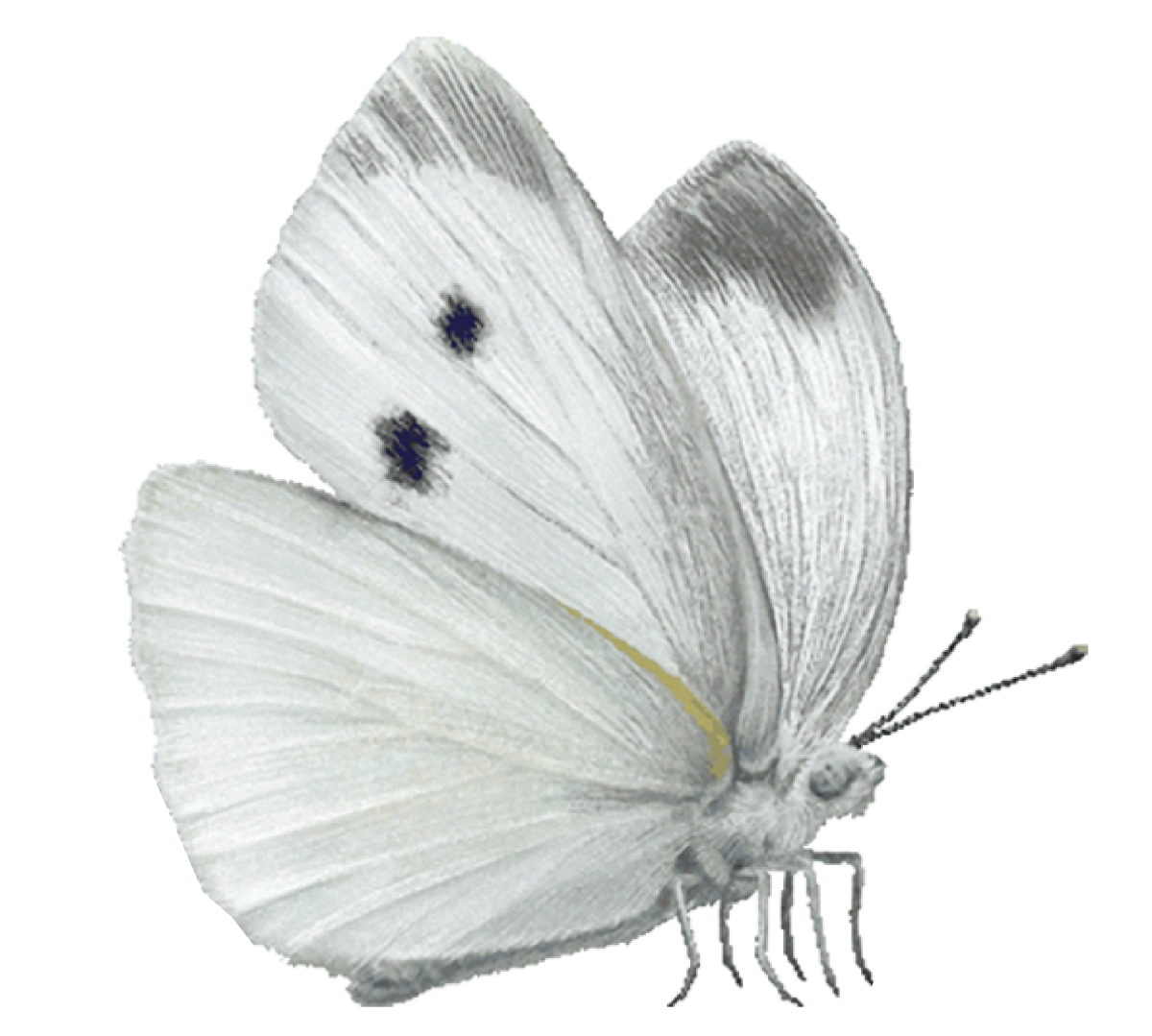 White Butterfly Print