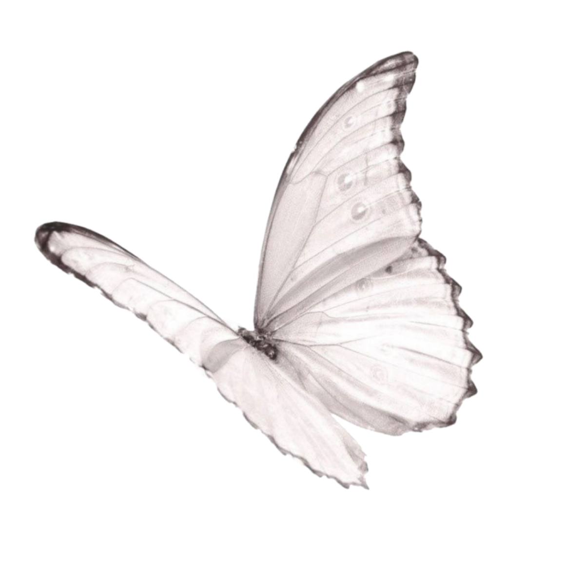 Бабочка капустница на белом фоне
