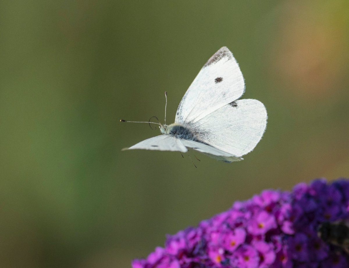 Бабочки розового цвета