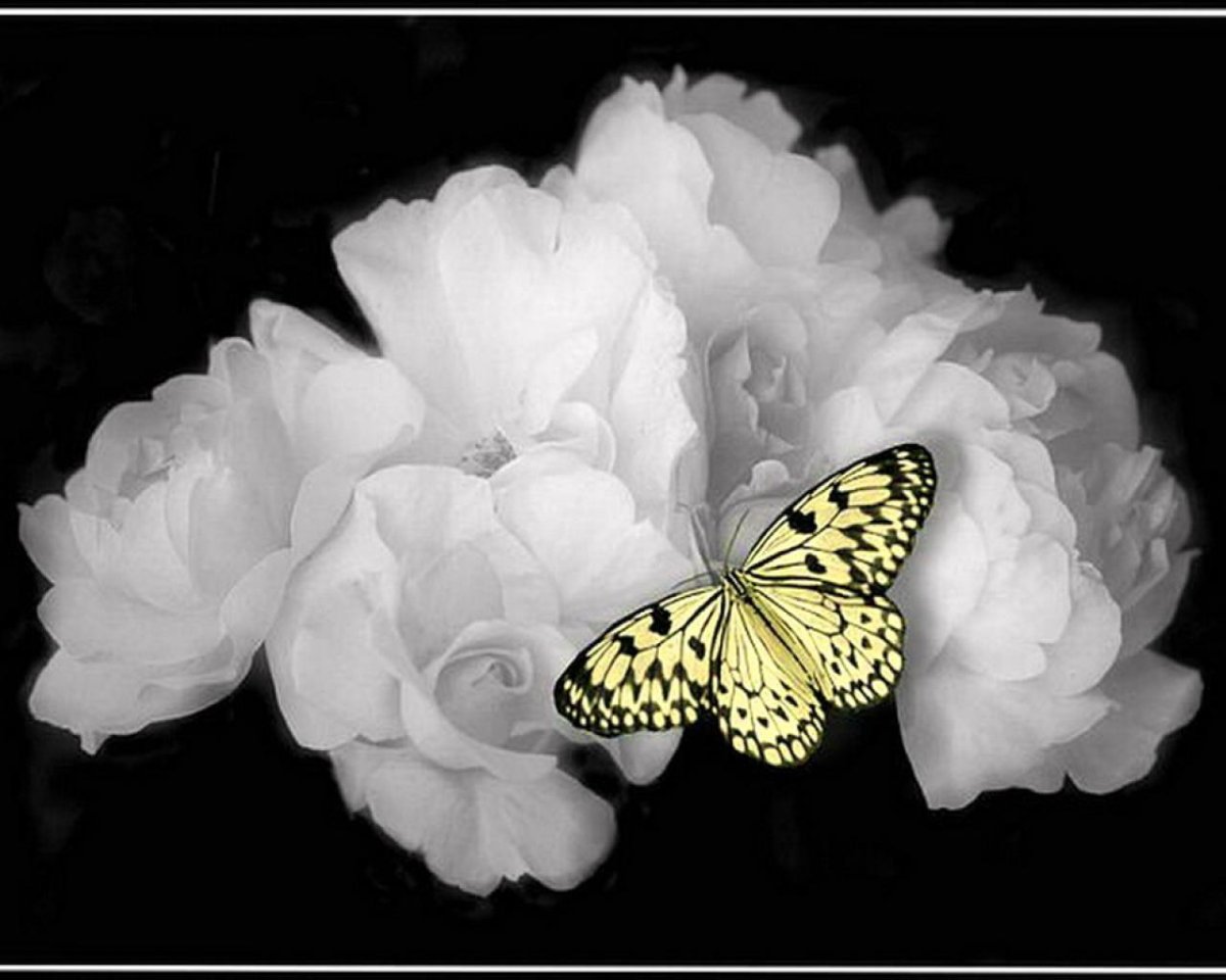 Бабочки Эстетика