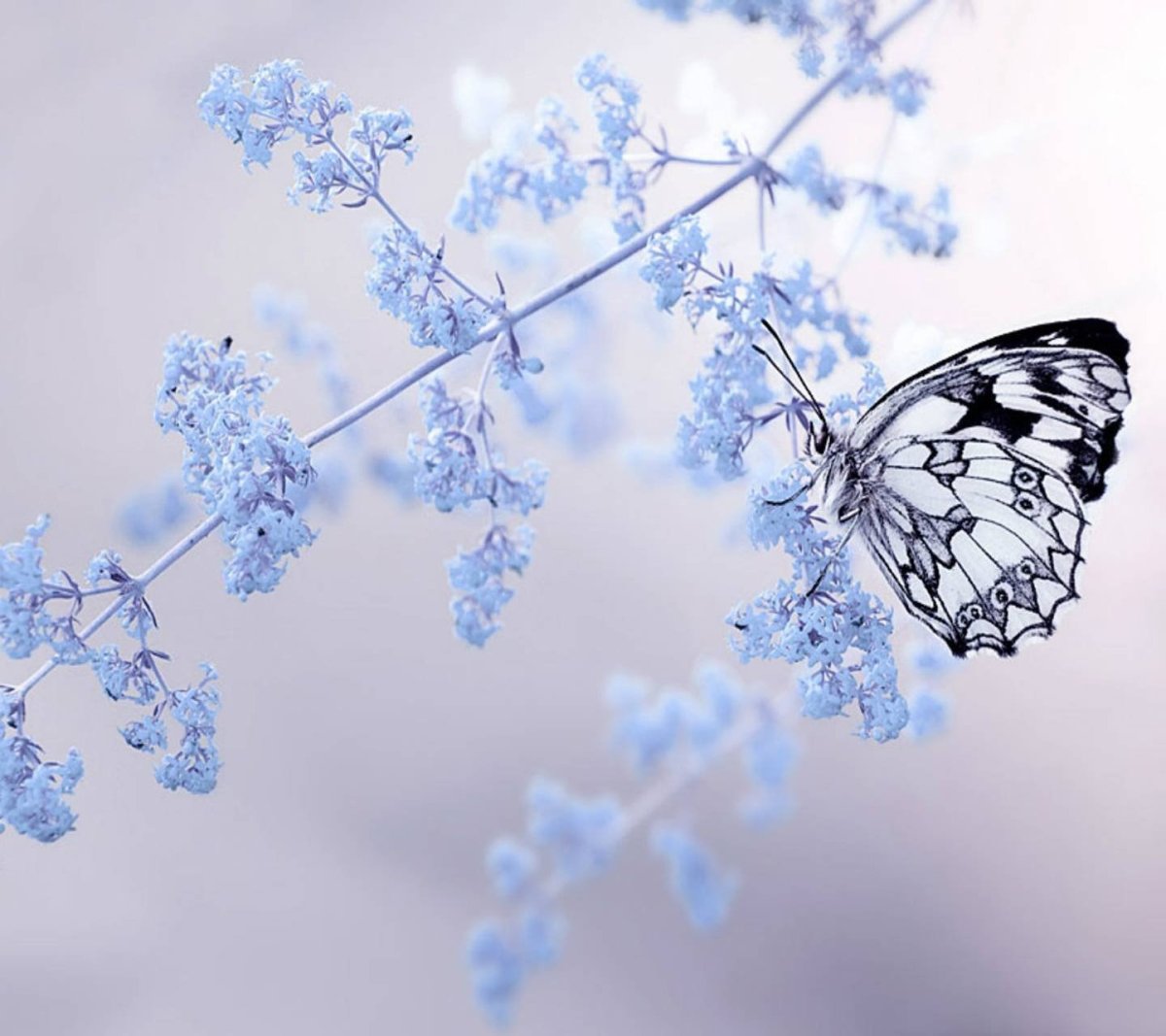 Белые бабочки на белом фоне