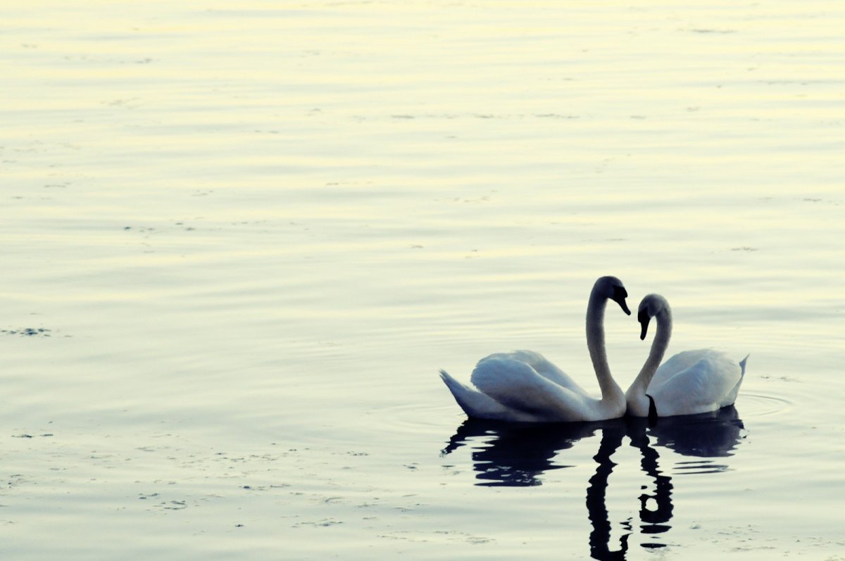 Обои на рабочий стол лебеди