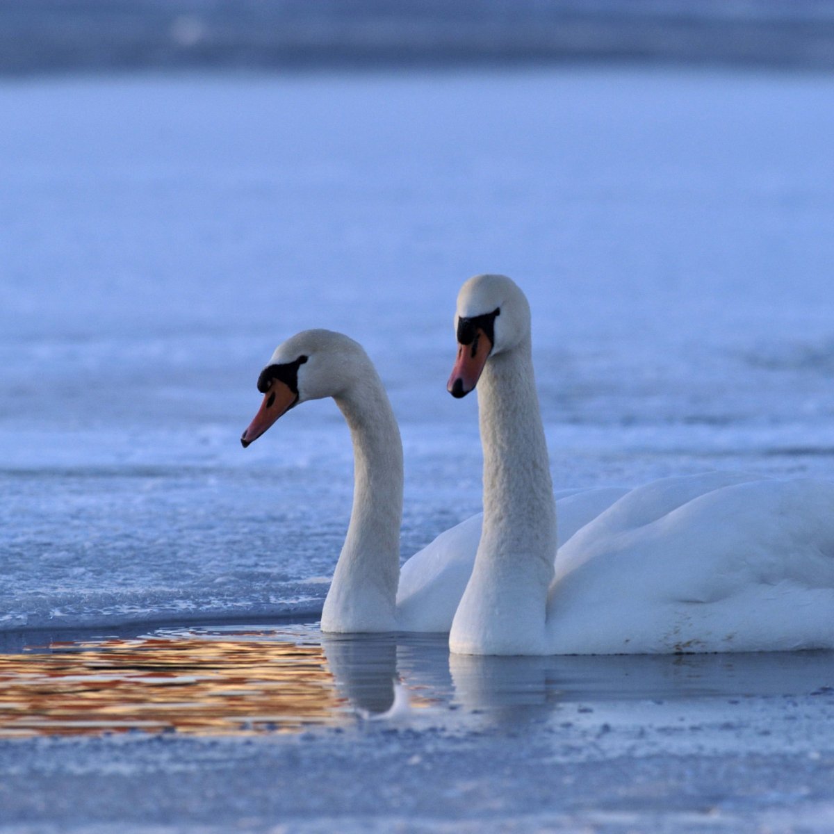 Фоны зимние со лебедями