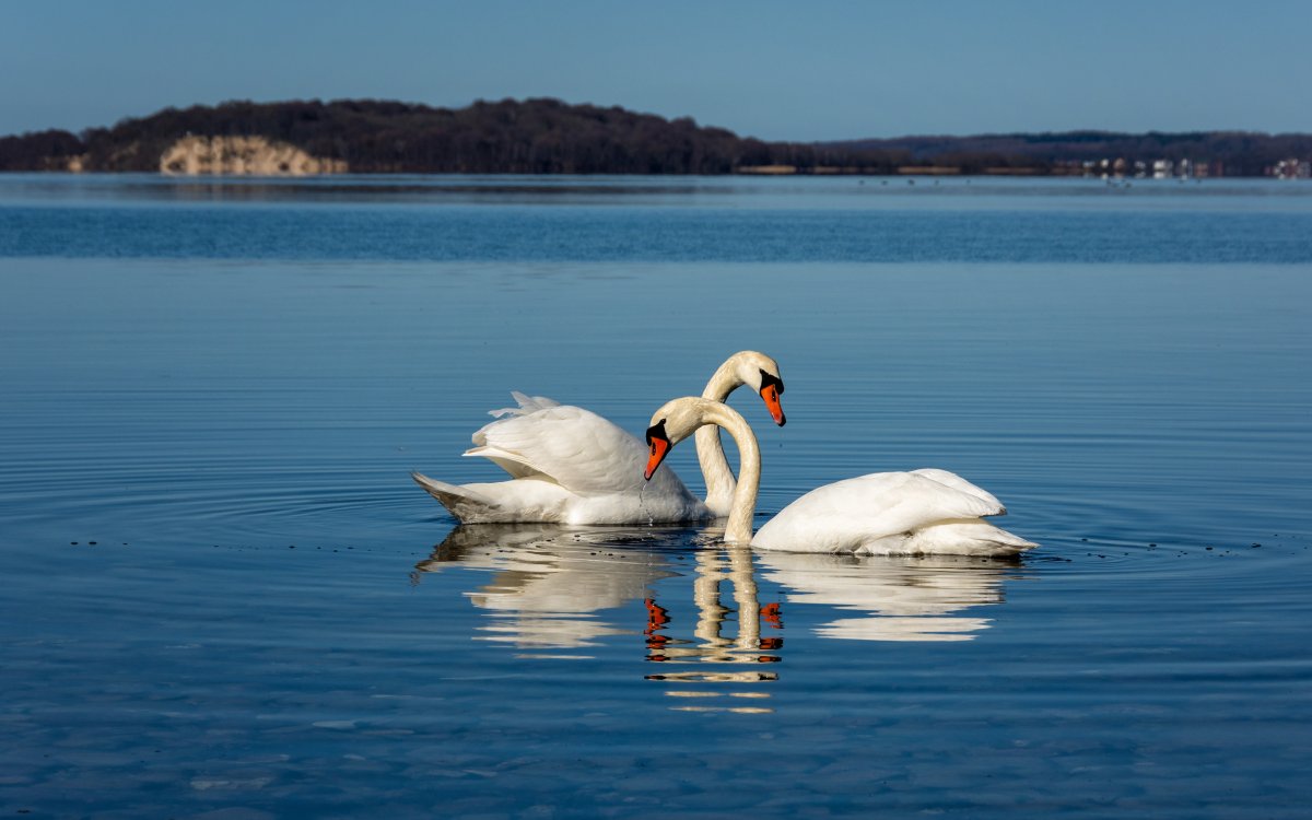 Лебеди на озере