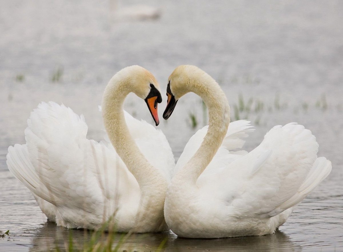 Два лебедя
