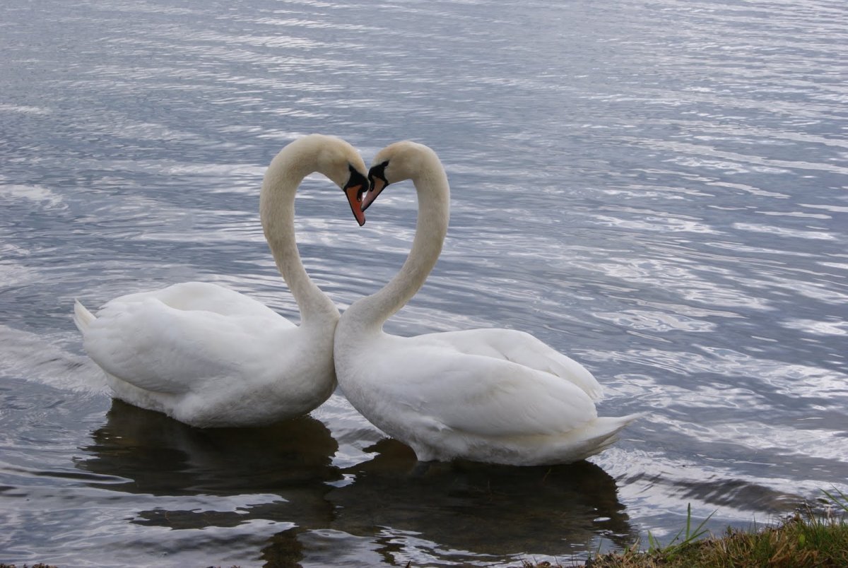 Лебеди с переплетенными шеями