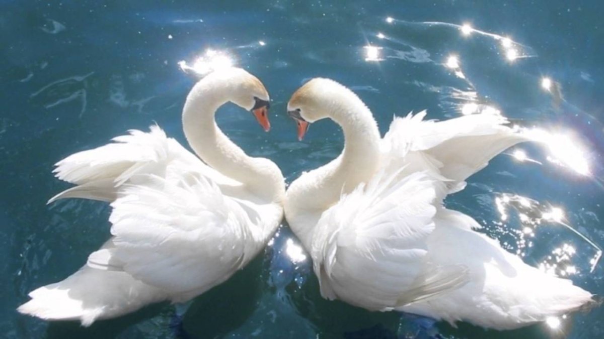 Любовь и лебеди