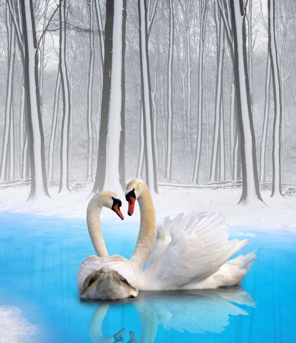 Обои лебеди