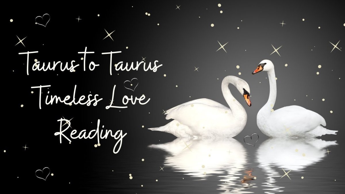 Два лебедя черно белые