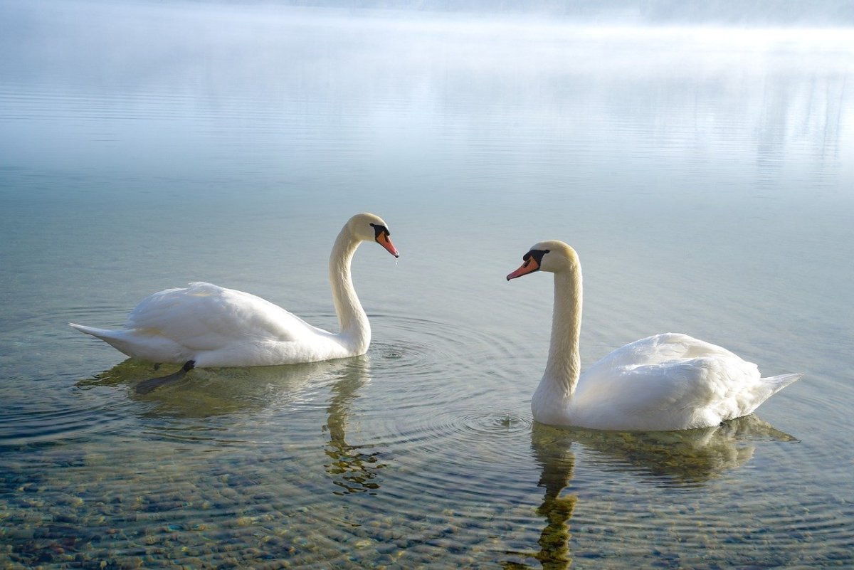 Серый лебеди (птицы)