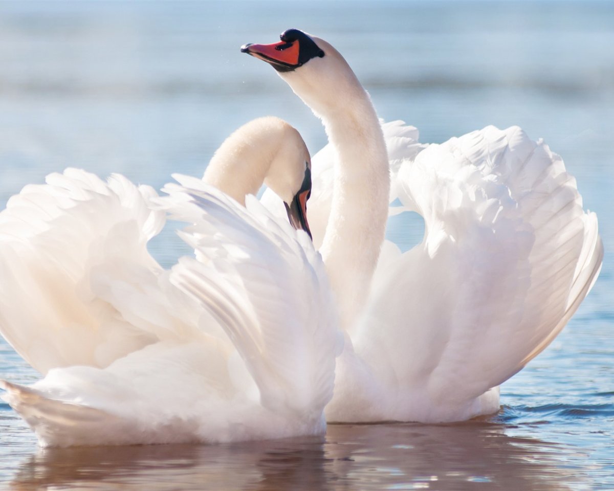 Крылья лебедя