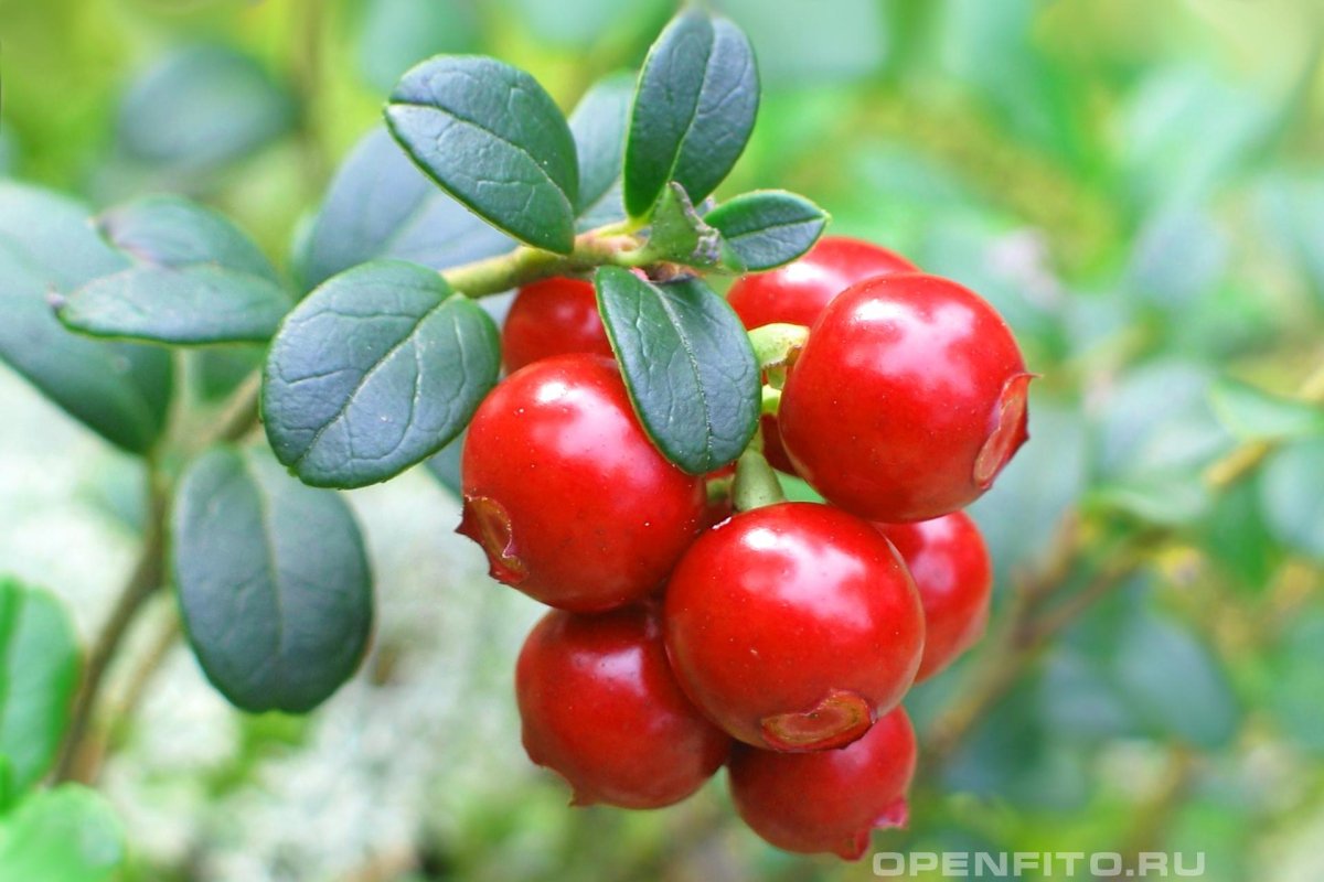 Брусника растение