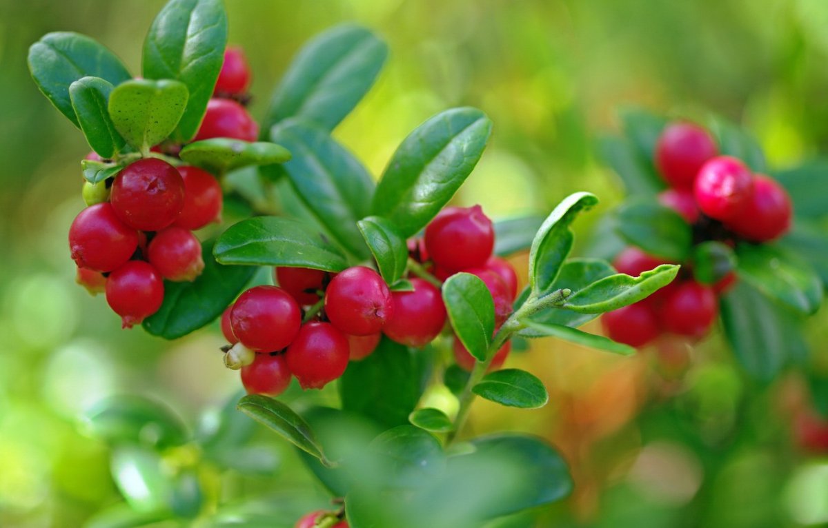 Брусника обыкновенная ягоды