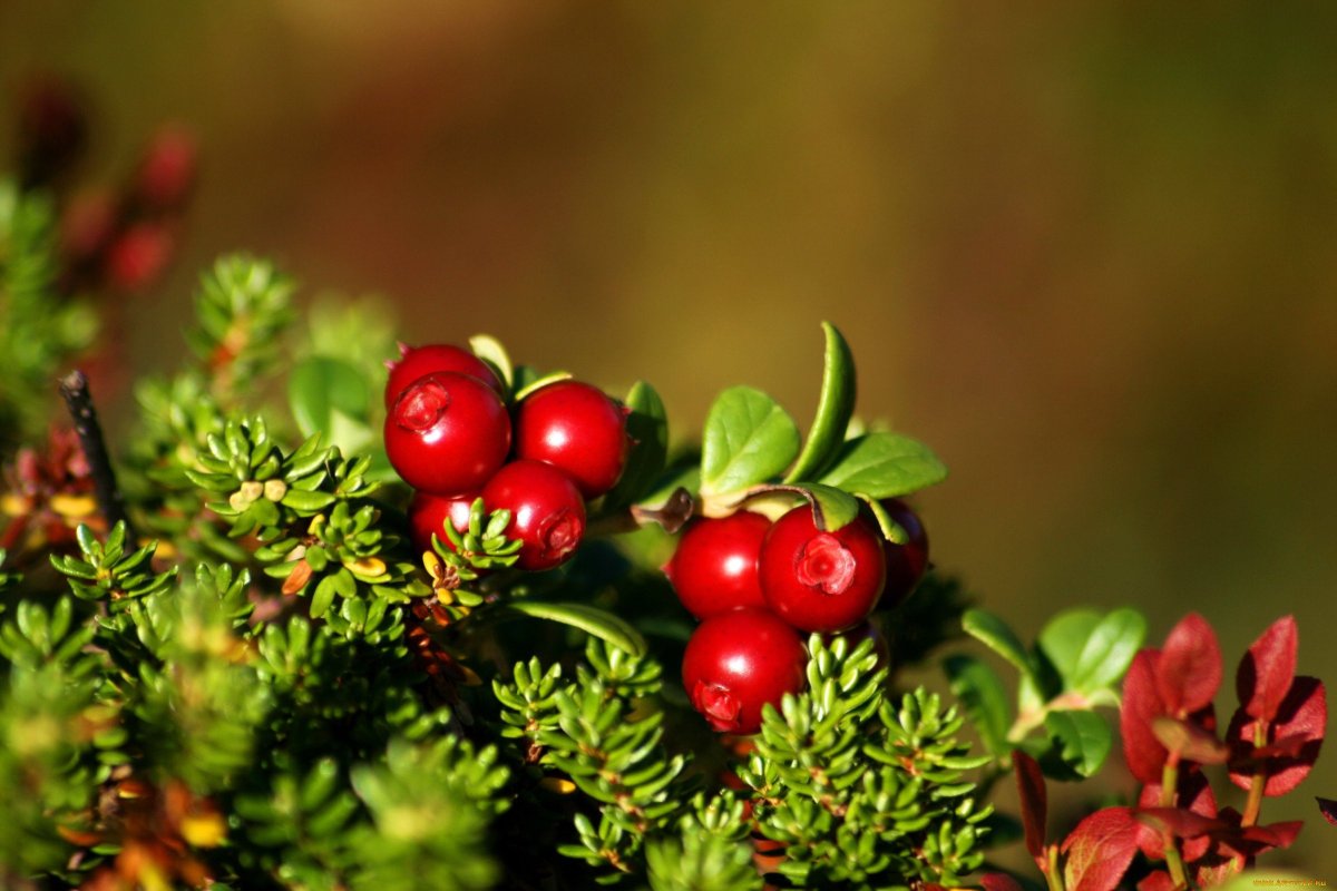 Брусника Лесная