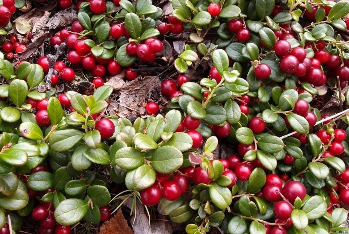 Брусника кустарничек