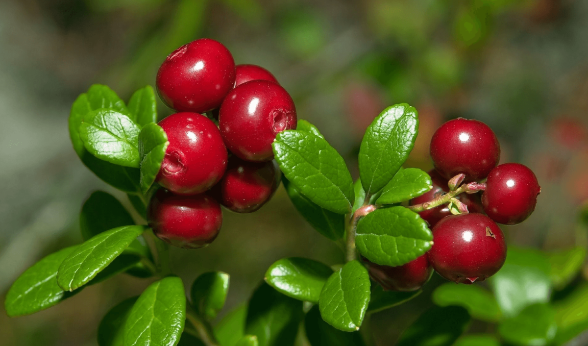 Клюква Болотная, четырехлепестная