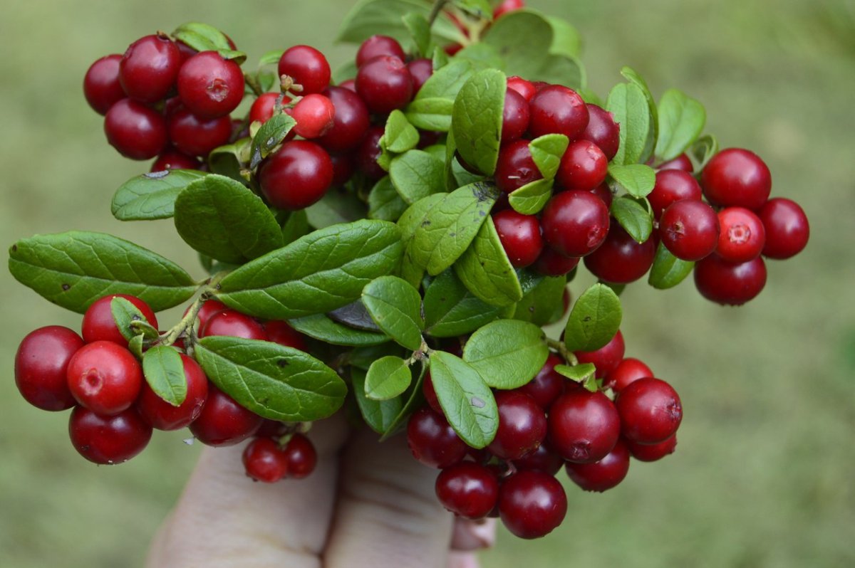 Отон брусника