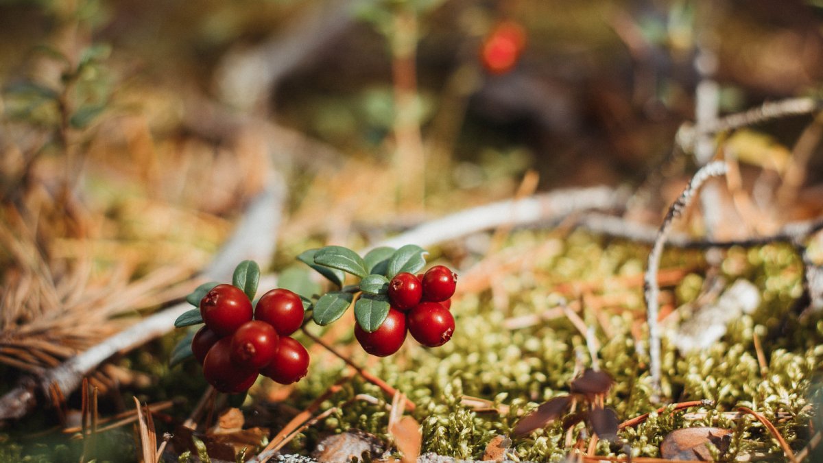Брусника костяника ягода