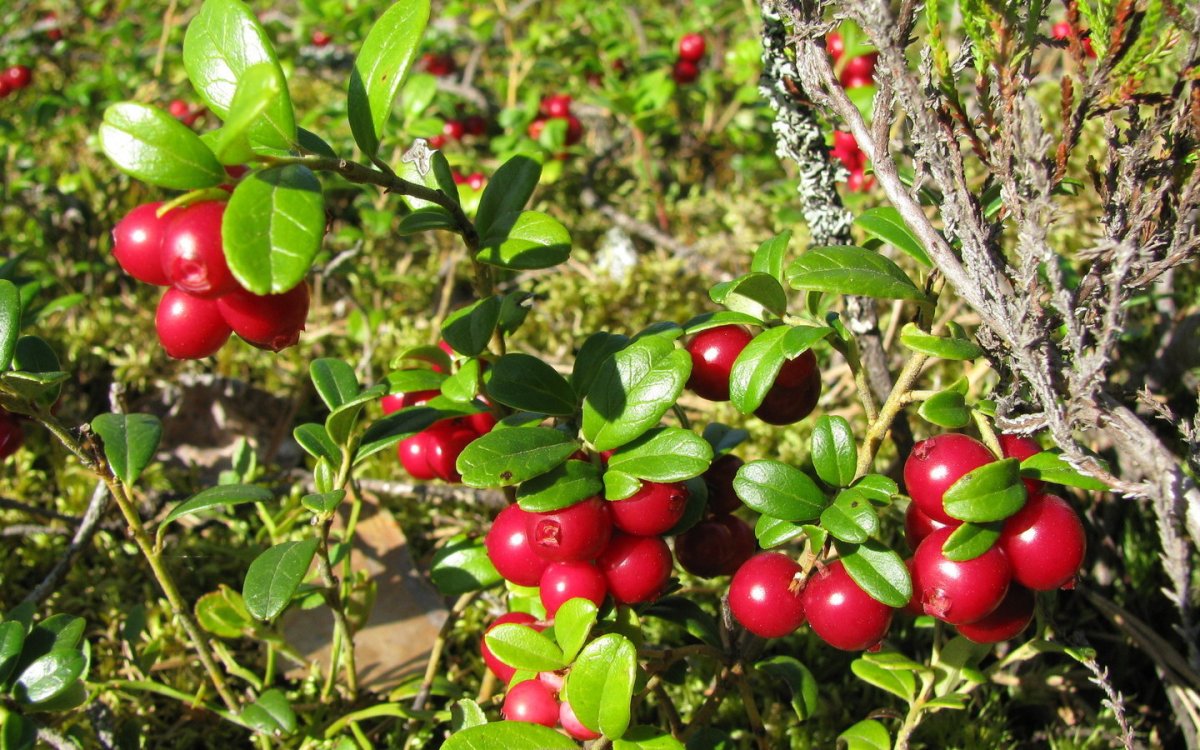 Брусника Лесная