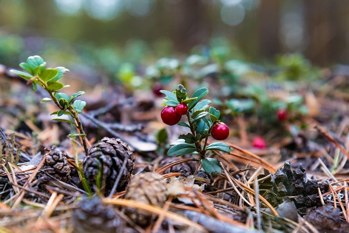 Брусника ХМАО