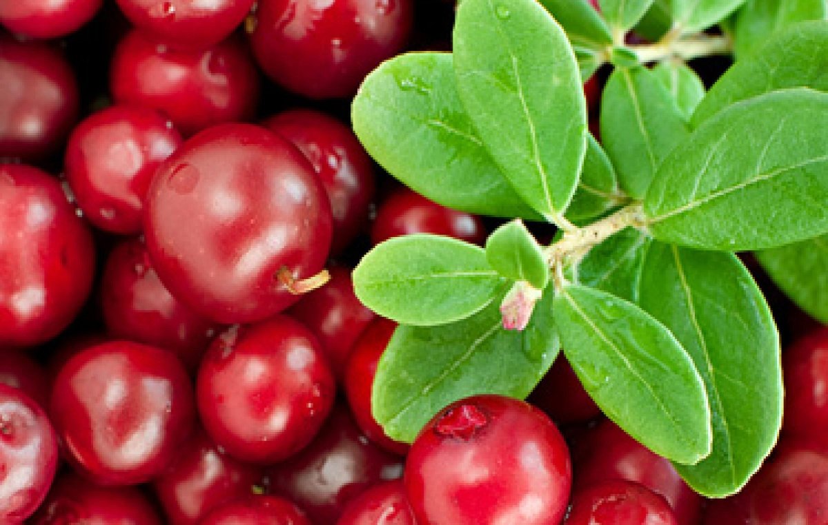 Брусника макро