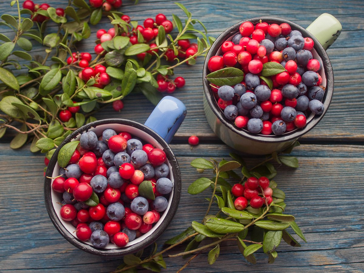 Брусника черника голубика