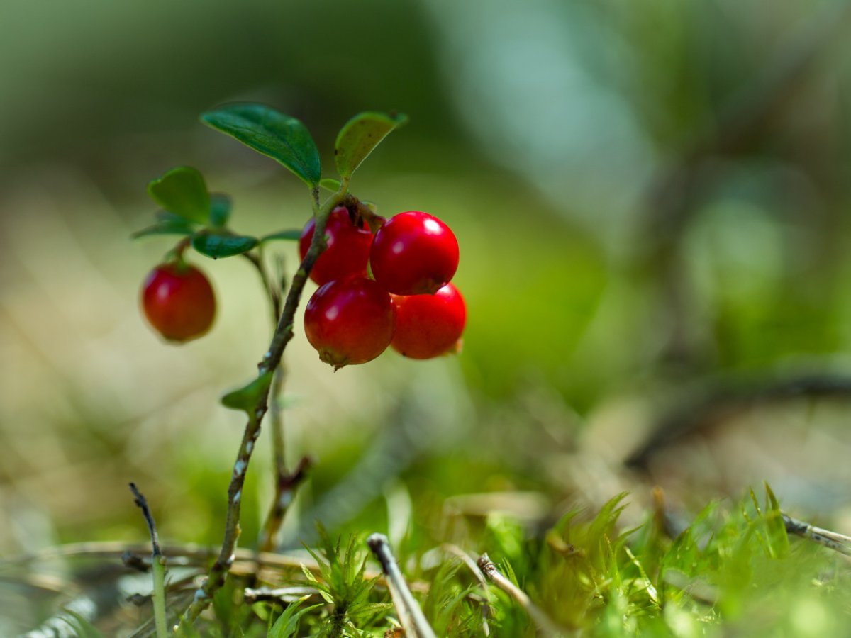Ягоды в лесу брусника