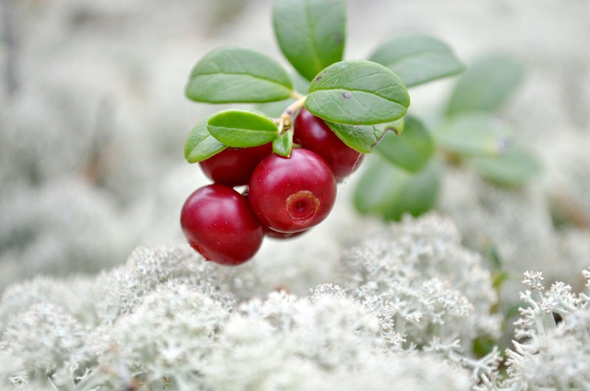 Брусника кустарник зимой