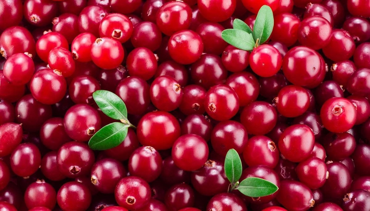 Клюква Рубиновая россыпь Гавриш