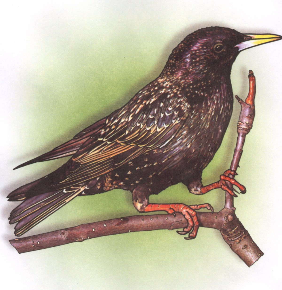 Изображение скворца для детей