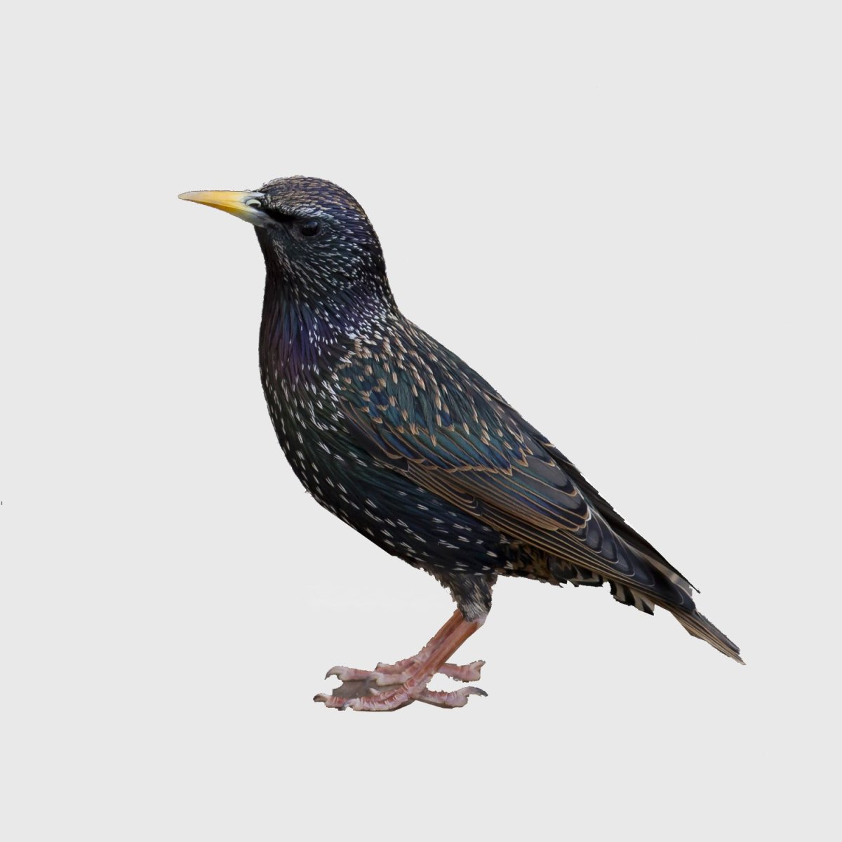 Скворец на прозрачном фоне