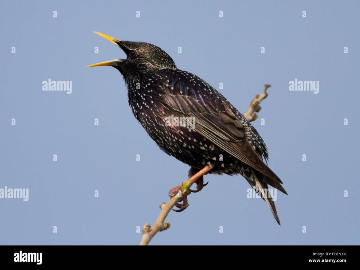 Грач рисунок