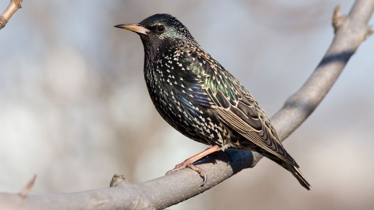 Голова скворца для детей