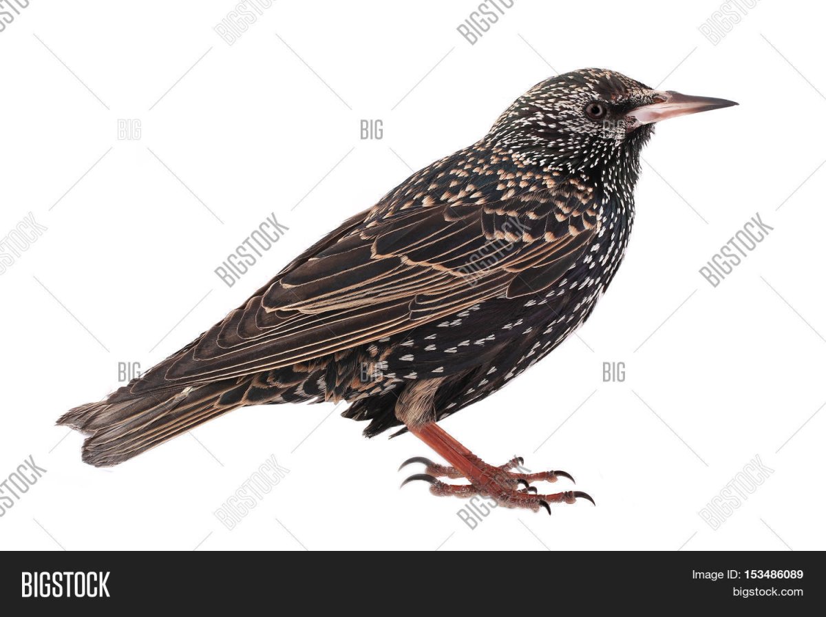 Геннадий Снегирёв скворец иллюстрации