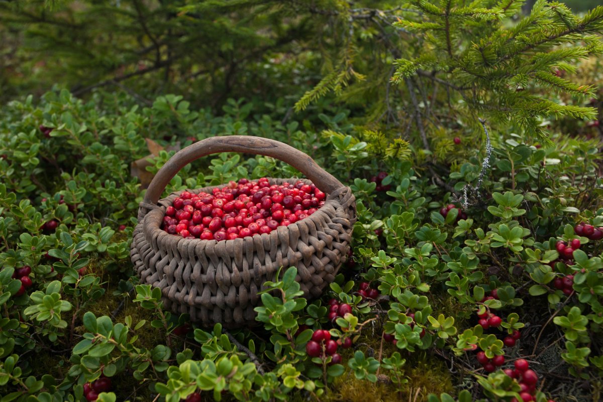 Брусника (Lingonberry) в ландшафте