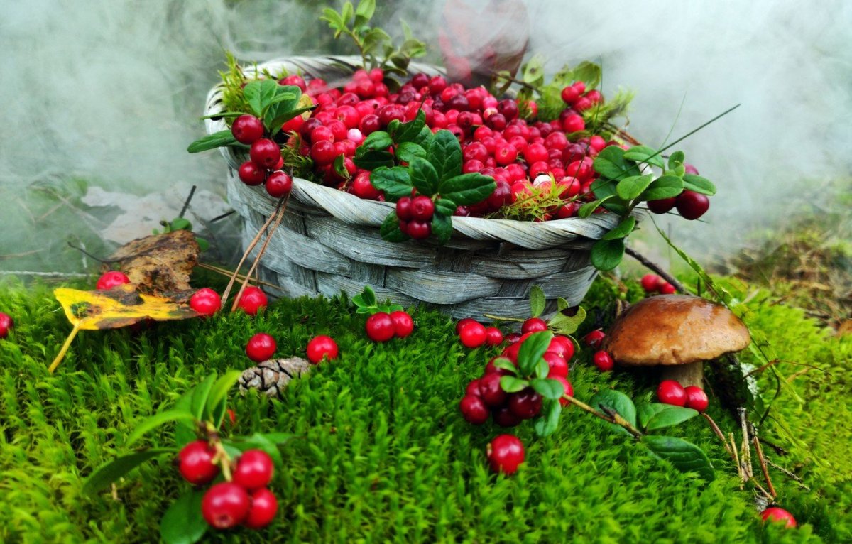 Брусника в лукошке