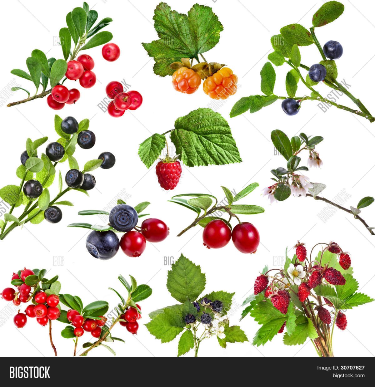 Лесные ягоды. Плакат