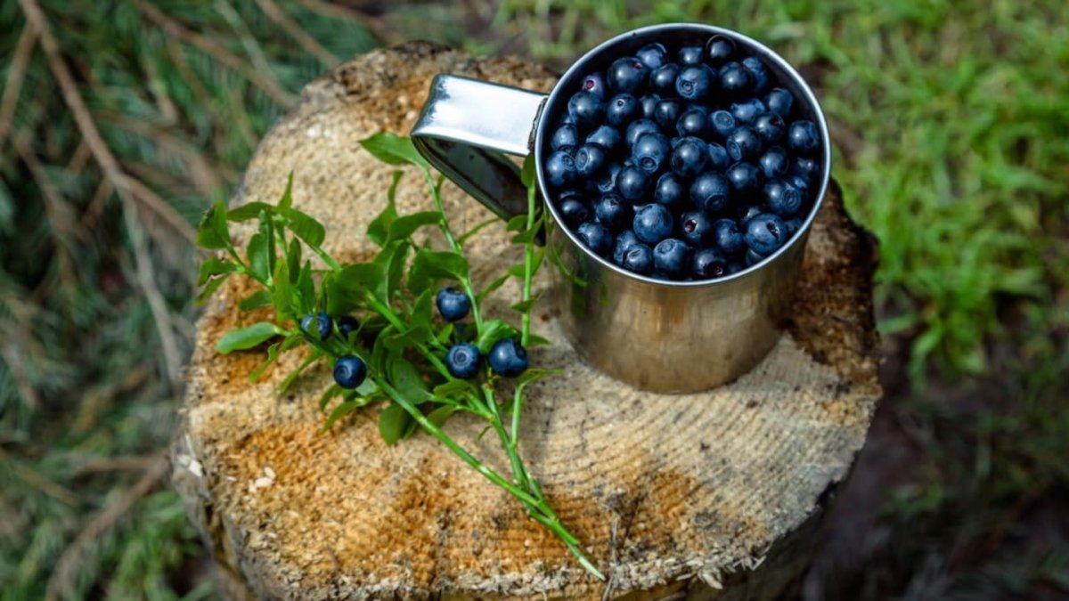 Собирают чернику в лесу